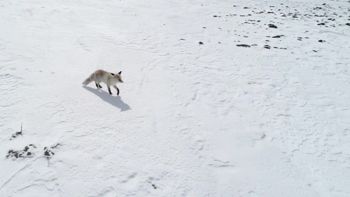 狐狸在雪地里行走狐狸雪地行走
