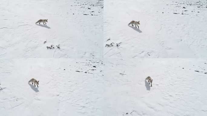 狐狸在雪地里行走狐狸雪地行走