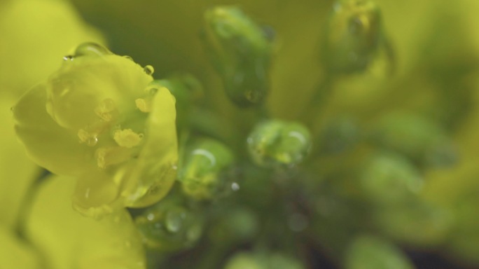 下雨滴落植物花朵空镜微距