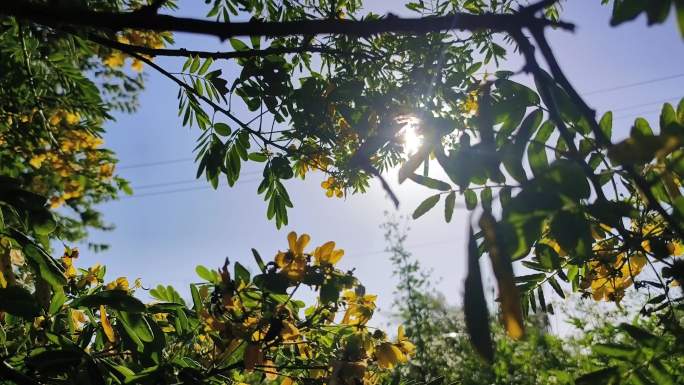 太阳逆光黄色决明花风吹黄花黄槐决明花卉