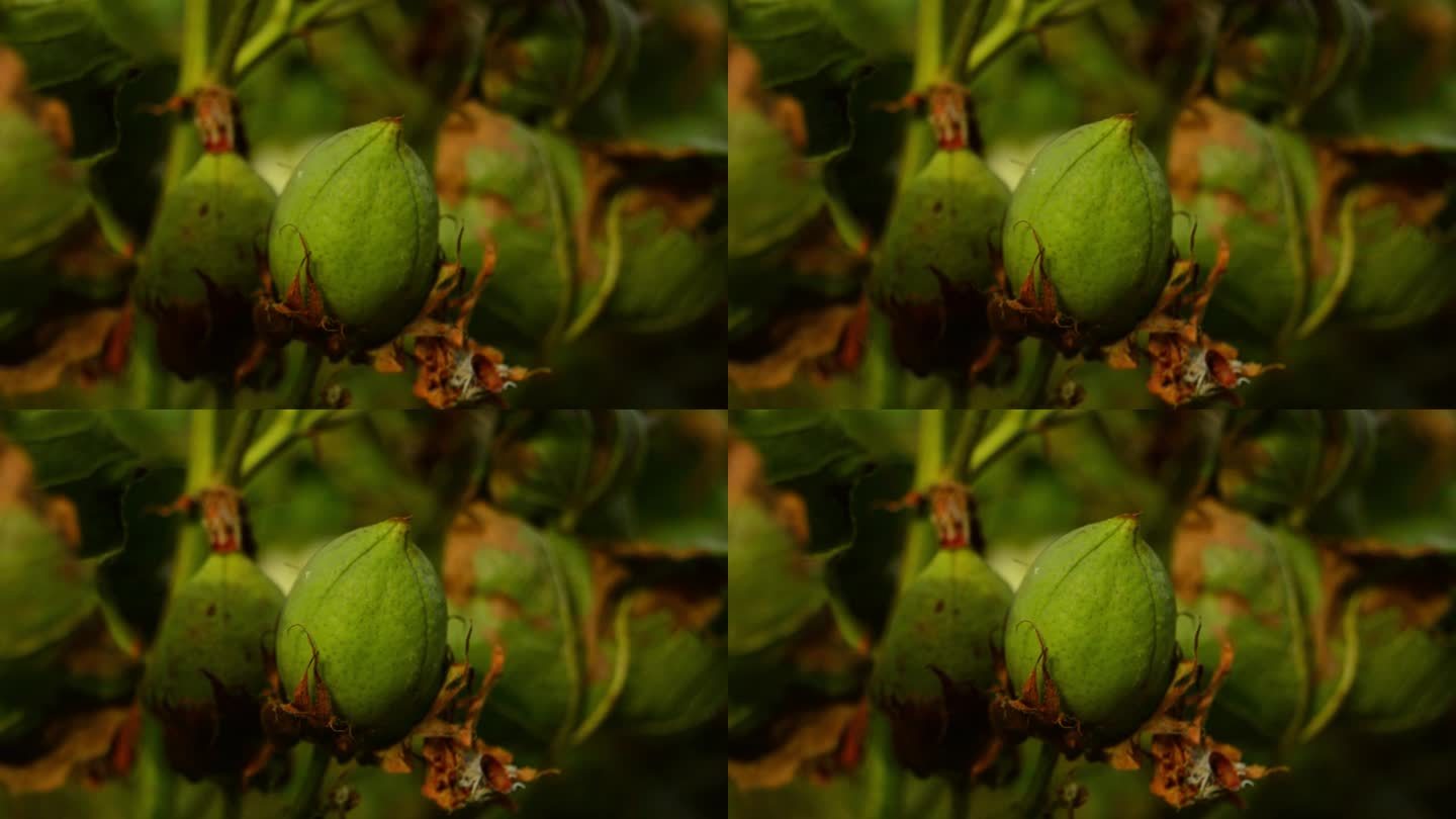 植株上的绿色棉铃。挂棉铃。棉花的植物。绿棉铃。带种子的木槿。未开封的绿棉铃。黎凡特棉花。草本棉。