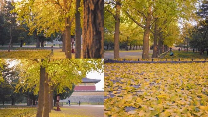 秋天落叶 银杏  公园秋天 树叶飘落慢镜