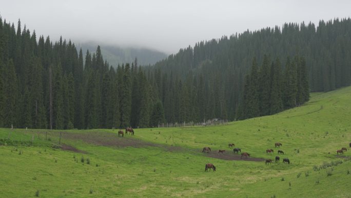 新疆伊犁恰西森林公园的马群