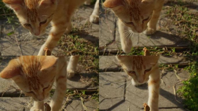 猫咪追逐猎食，第一人称视角镜头