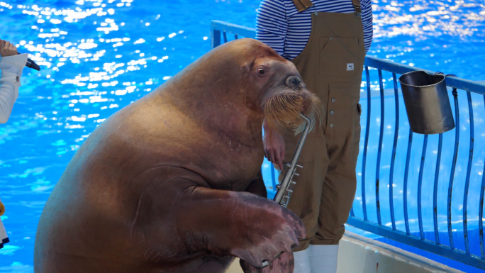 海象 海象表演 海洋动物 海洋馆 水族馆