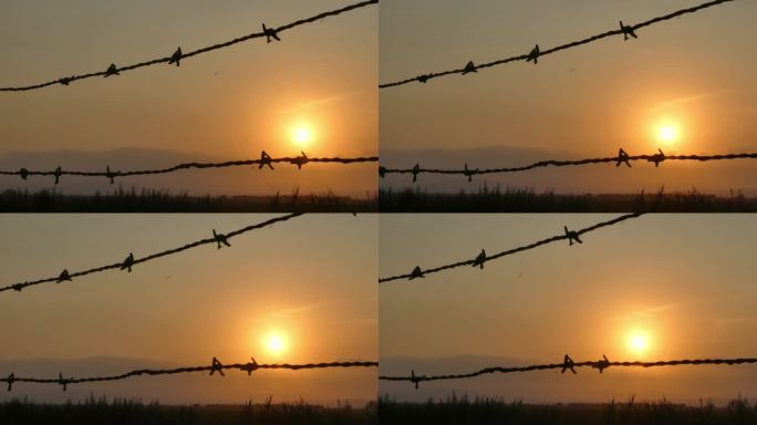 夏日里透过铁丝栅栏看到的日落