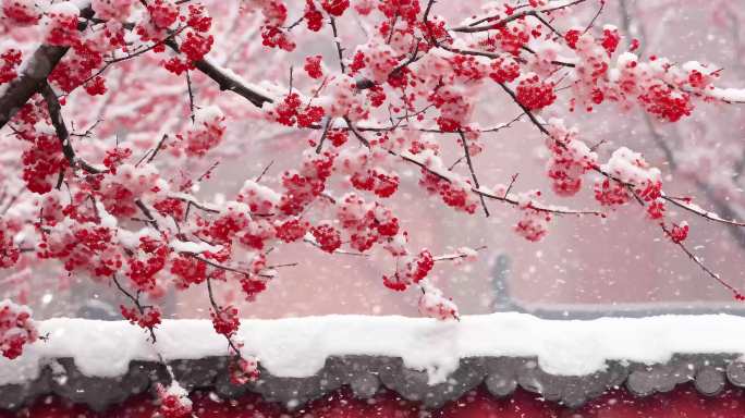 中国红  紫禁城宫墙雪景