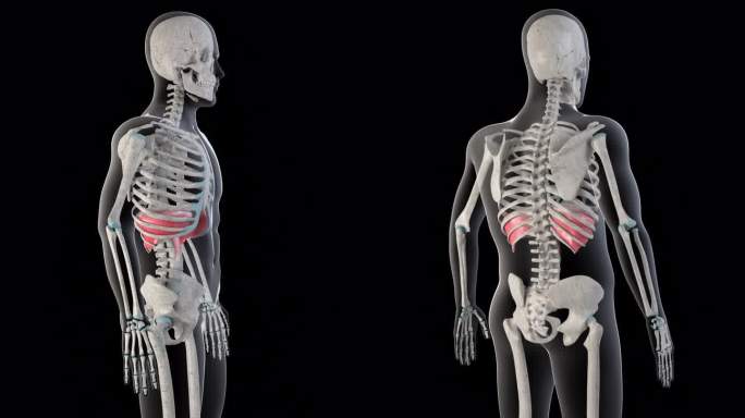 横膈膜肌肉在整个人体垂直录像