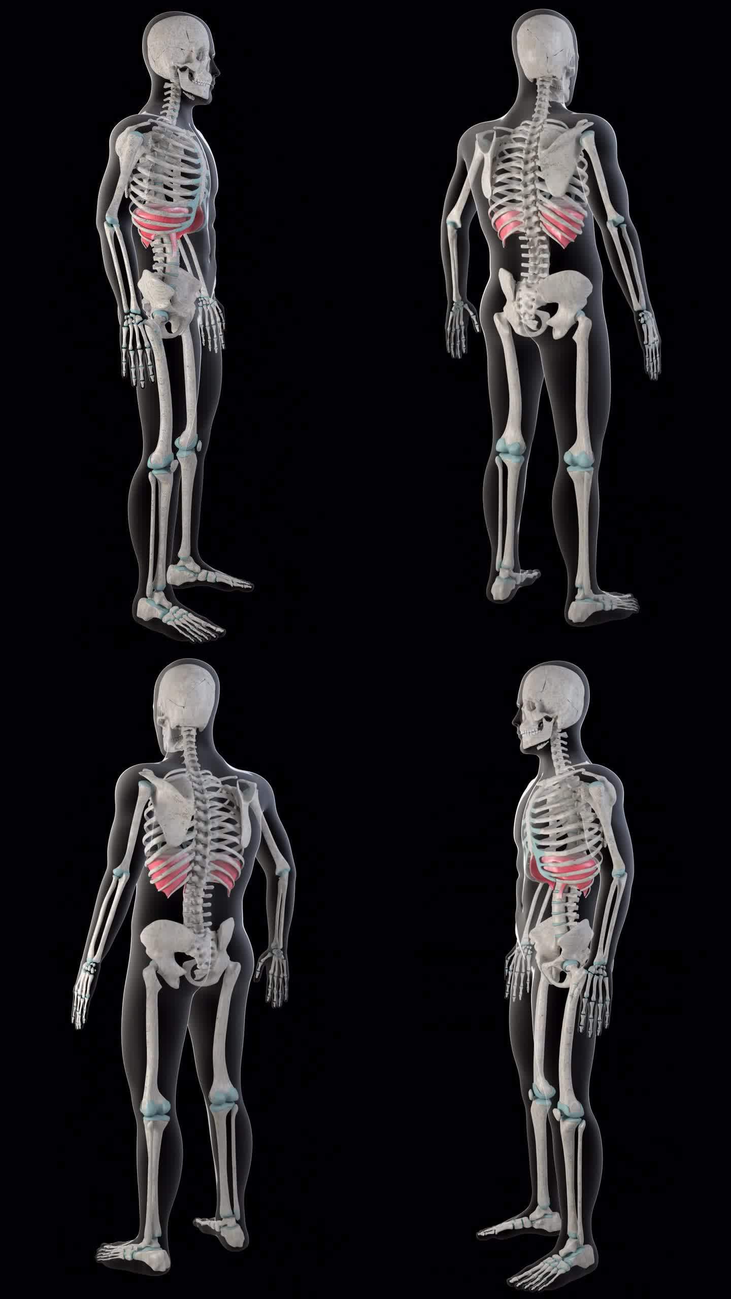 横膈膜肌肉在整个人体垂直录像