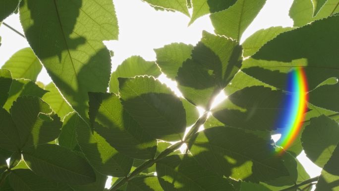 夏天树叶阳光逆光星芒彩虹