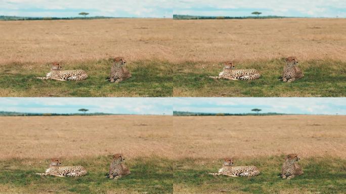老虎放松和观看猎豹非洲豹子野生动物