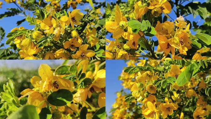 黄色决明花风吹黄花黄槐决明花自然黄色花开