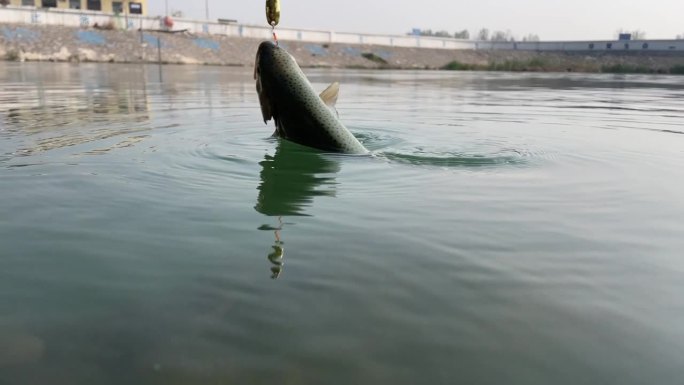 在淡水中捕捉虹鳟鱼