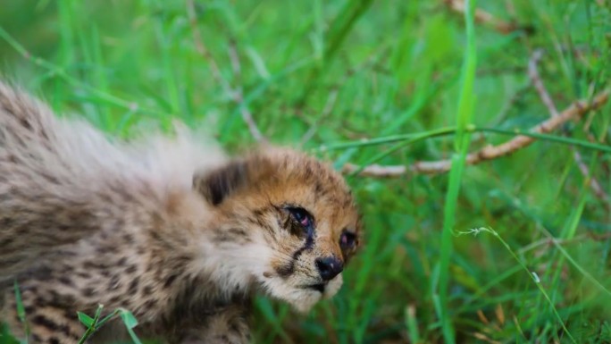 一只可爱的猎豹幼崽(Acinonyx jubatus)在吃肉后蹒跚着走路