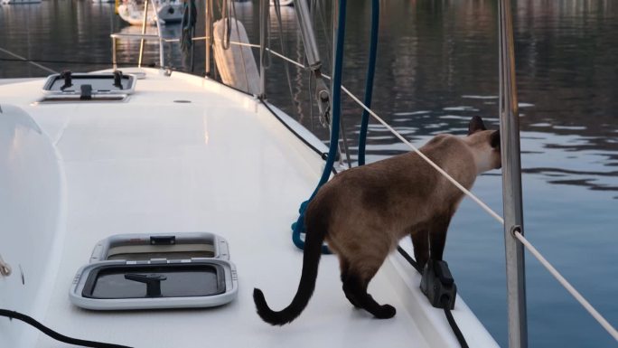 暹罗公猫在帆船双体游艇的白色甲板上观看海岸线和邻居游艇，可爱的宠物与人们一起在海上旅行