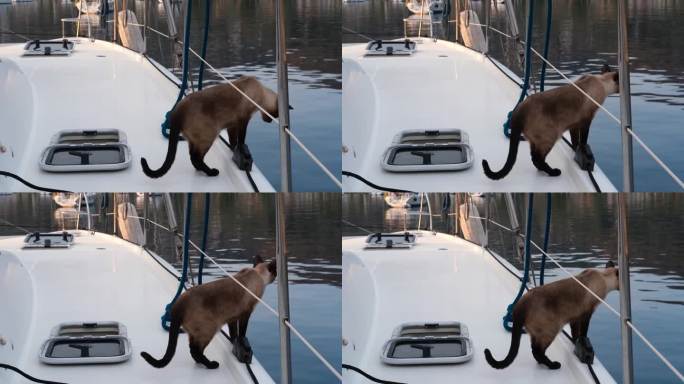 暹罗公猫在帆船双体游艇的白色甲板上观看海岸线和邻居游艇，可爱的宠物与人们一起在海上旅行