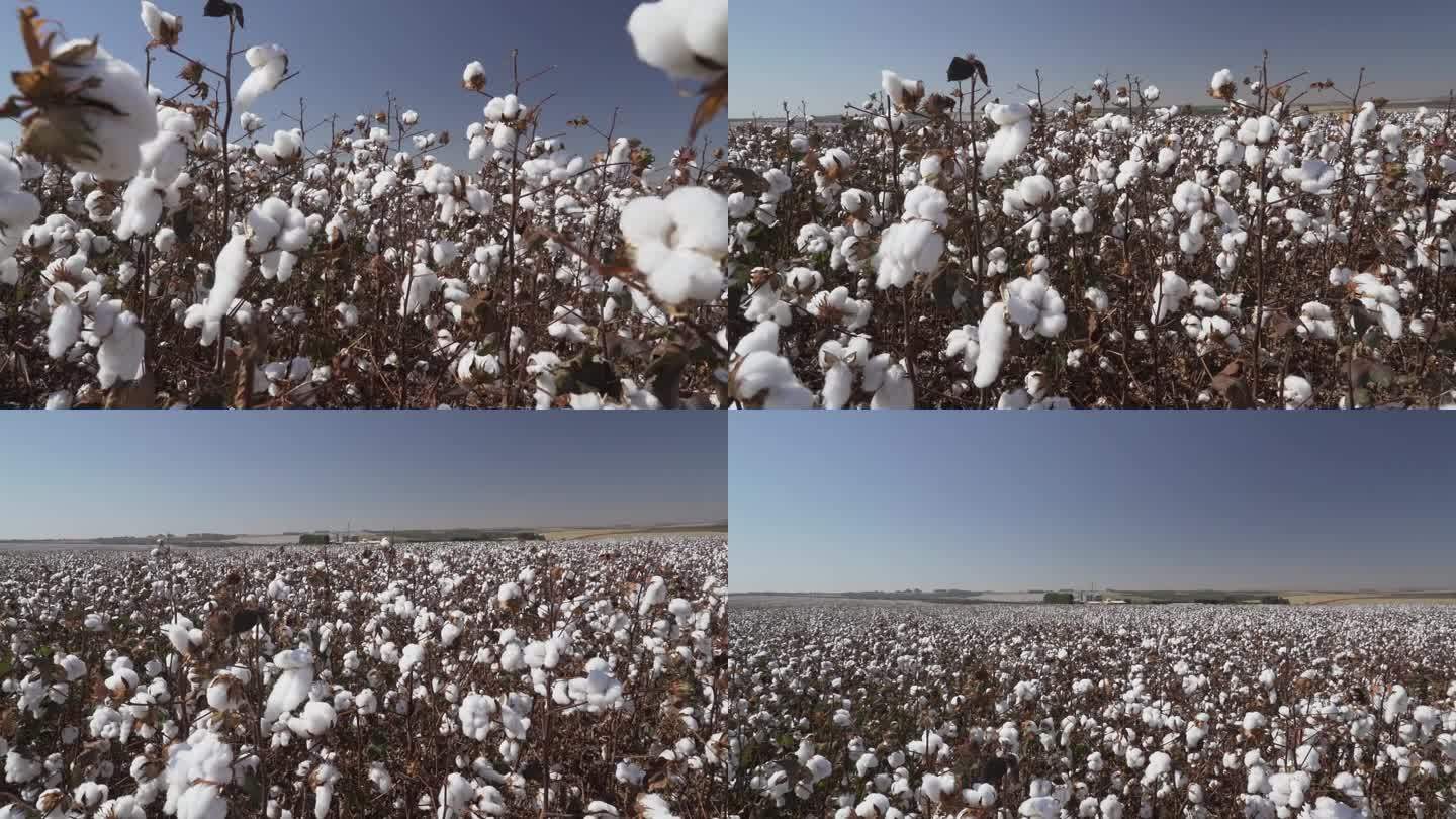 巴西马托格罗索州一个农场里的棉花植株和花蕾。这是一个晴朗的日子，天空湛蓝。