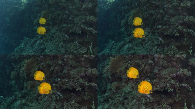 两条黄色的蝴蝶鱼靠近珊瑚礁