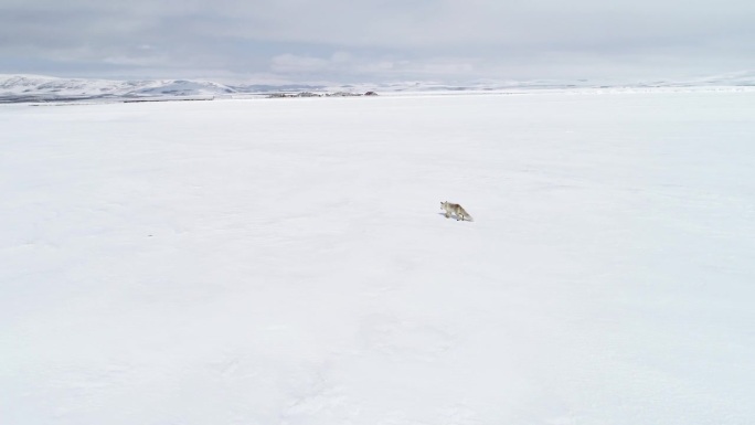 狐狸在雪地里行走野外栖息觅食原始生态大雪
