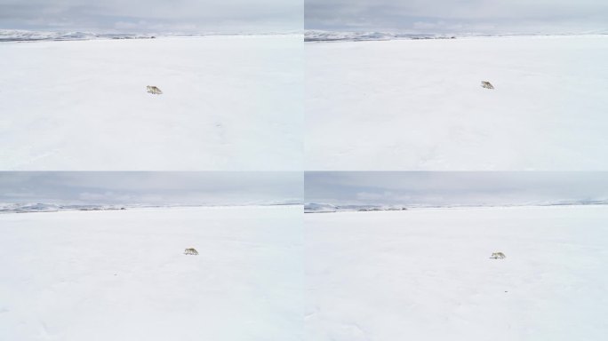 狐狸在雪地里行走野外栖息觅食原始生态大雪