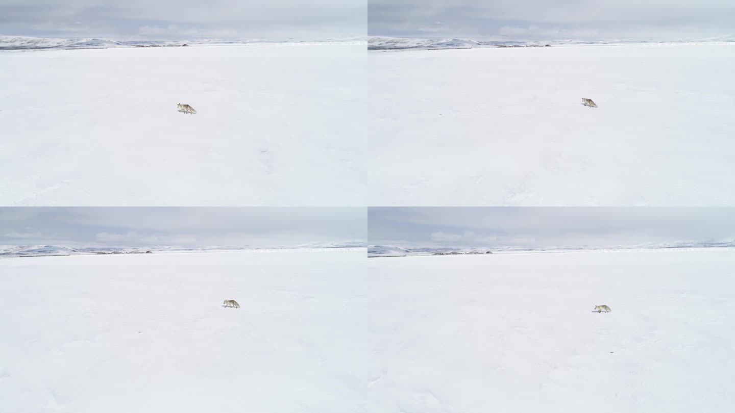 狐狸在雪地里行走野外栖息觅食原始生态大雪