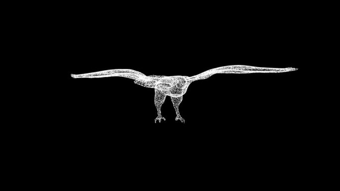 3D猎鹰在黑色背景上旋转。猛禽概念。野生鸟类。商业广告背景。用于标题，文本，演示。3d动画60 FP