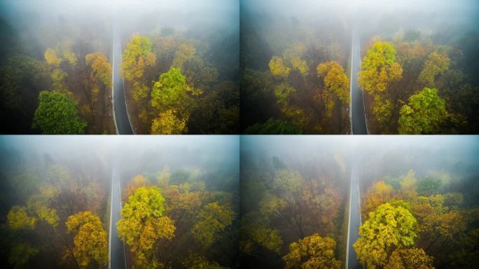 五彩缤纷的秋林中的鸟瞰图