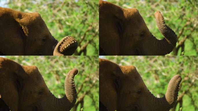 非洲象抓耳挠腮的镜头