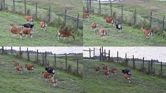 野牛追逐母牛，在牧场上奔跑
