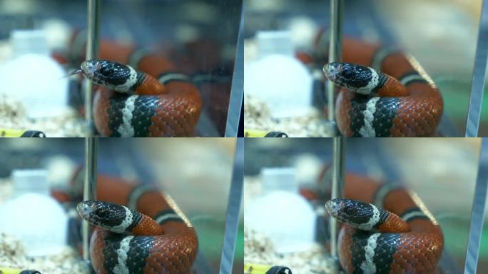 在泰国曼谷一家动物园的水族箱里，一条猩红色的王蛇蜷曲着身体一动不动地躺着，伸出舌头。