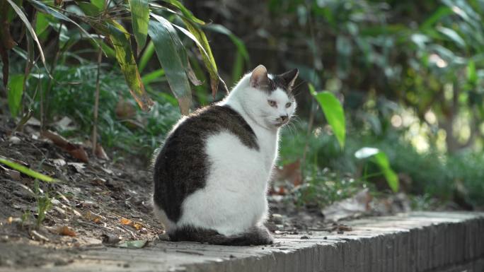 扬州瘦西湖公园里冬天午后晒太阳的猫