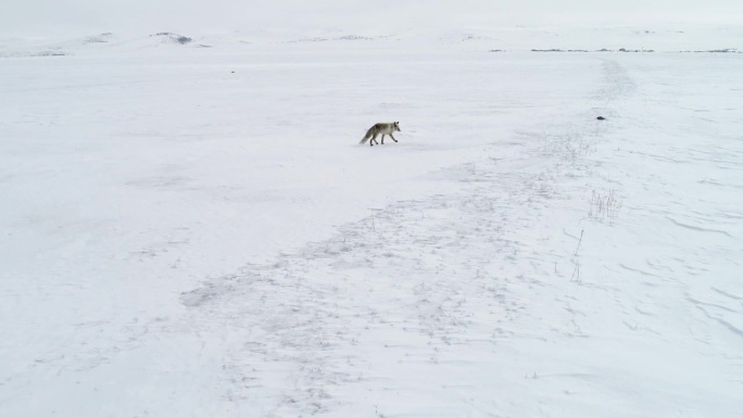 狐狸在雪地里行走雪地狐狸航拍