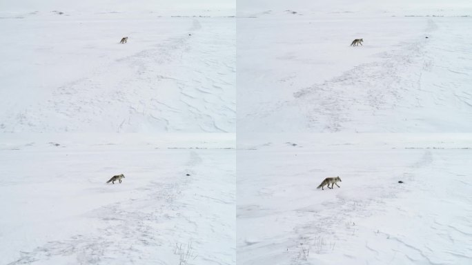 狐狸在雪地里行走雪地狐狸航拍