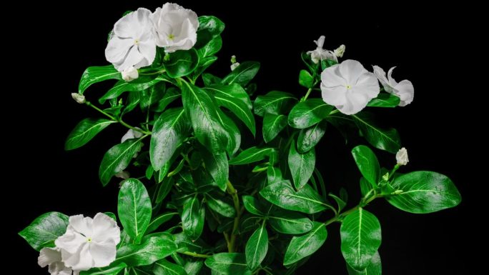 白色花Catharanthus在黑色背景上的延时绽放。常绿室内盆栽植物。长春花作为观赏和药用园林植物