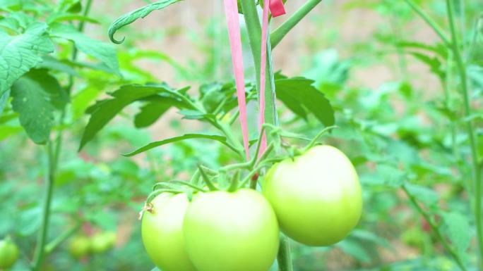 农业大棚西红柿未成熟的西红柿现在农业