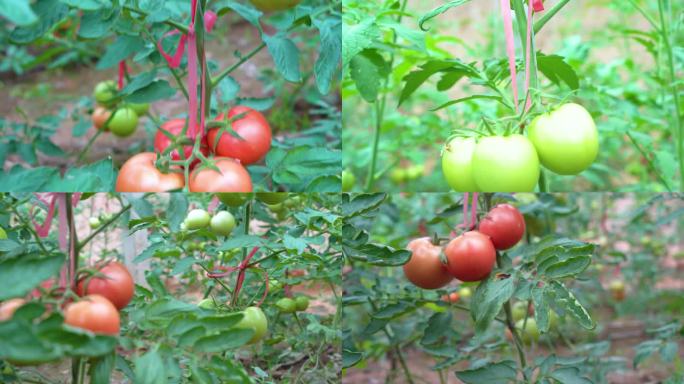 农业大棚西红柿未成熟的西红柿现在农业