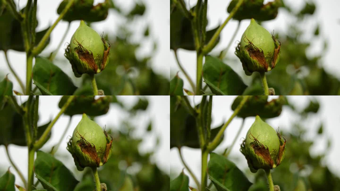 植株上的绿色棉铃。挂棉铃。棉花的植物。绿棉铃。带种子的木槿。未开封的绿棉铃。黎凡特棉花。草本棉。