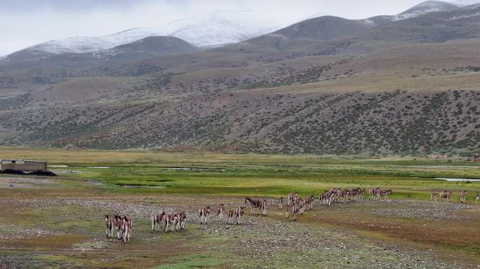 航拍西藏阿里普兰县草原驴群