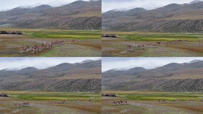 航拍西藏阿里普兰县草原驴群