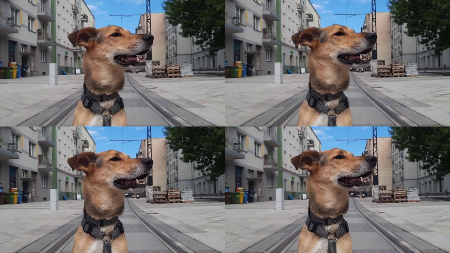 杂种狗在城市景观背景上的肖像。