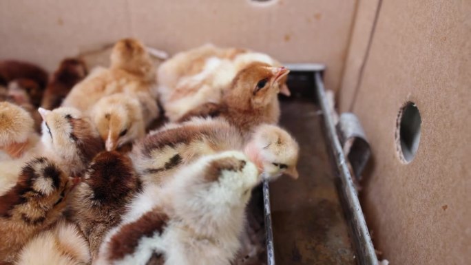 一群观赏小鸡，在家禽饲养场喝水