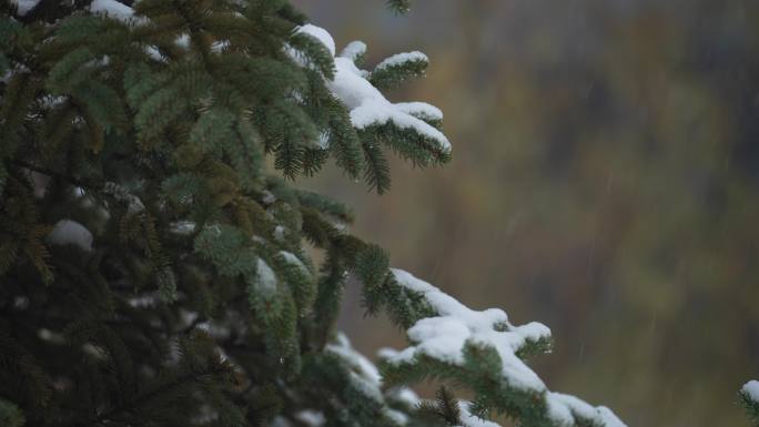 4k冬天下雪自然空镜车流积雪麻雀树林初雪