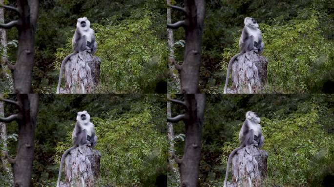 灰叶猴、印度猴、哈努曼叶猴、半爪猴坐在丛林树枝上。猴子在森林里的4k镜头。看摄影师