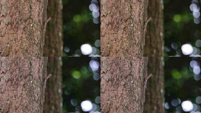 泰国，斑点飞龙(斑点飞龙)，它在树皮上移动头部，从广角看，后面的树随着风在森林中移动