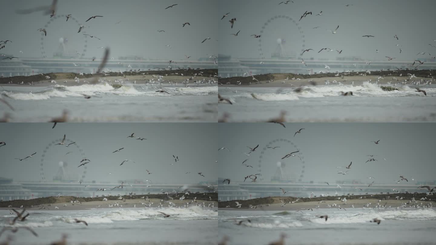 海鸥在斯海弗宁根海岸线上缓慢飞行，背景是码头天景