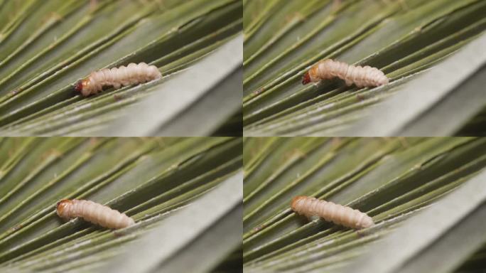 欧洲棕榈螟幼虫，原产于南美，寄生在叶子上