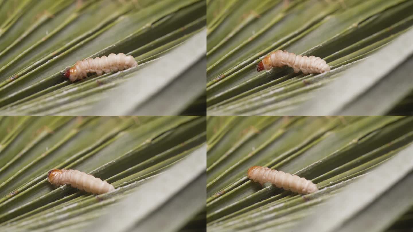 欧洲棕榈螟幼虫，原产于南美，寄生在叶子上