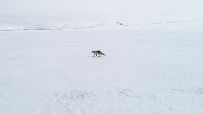 狐狸在雪地里行走雪地狐狸奔跑航拍