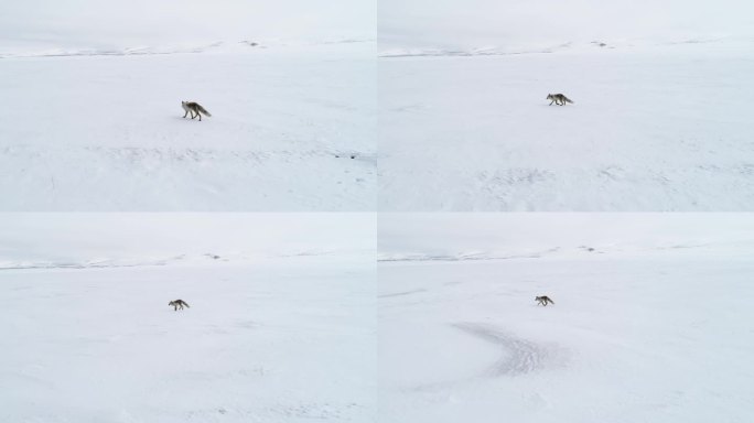 狐狸在雪地里行走雪地狐狸奔跑航拍