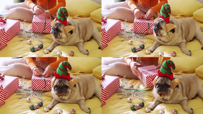 一个女人用红盒子包装圣诞礼物，她的狗戴着精灵帽